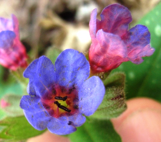 Pulmonaria officinalis